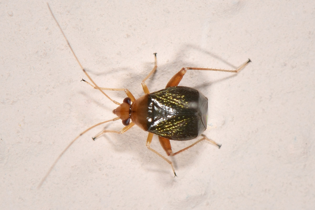 Miridae: Halticus sp.?  S !